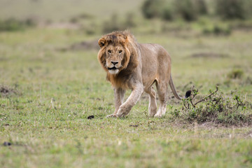 Male African lion in Masai Mara, Kenya