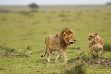 Fototapeta na wymiar Male and female African lion in Masai Mara, Kenya