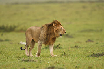 Male African lion in Masai Mara, Kenya