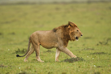 Fototapeta na wymiar Male African lion in Masai Mara, Kenya
