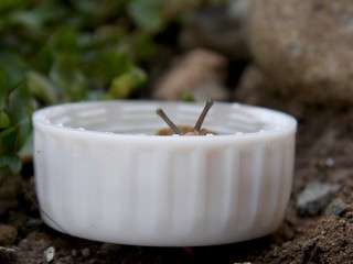 snail in the plastic lid
