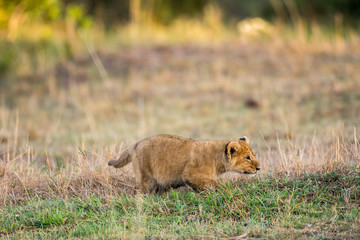 African lion cub
