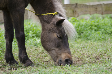 Fototapeta premium Close up of a brown horse grazing. Young brown horse grazing