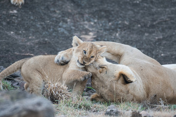 Lioness and its cub