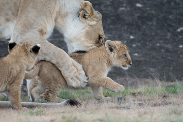Fototapeta na wymiar Lioness picking up cub