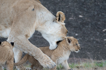 Lioness picking up cub