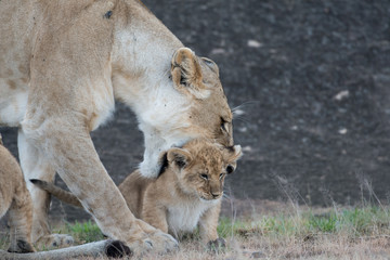 Lioness picking up cub