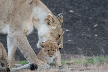 Lioness picking up cub