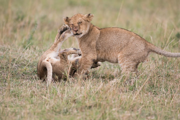 Two lion cubs playing