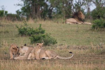 Obraz premium Lions in Masai Mara Game Reserve