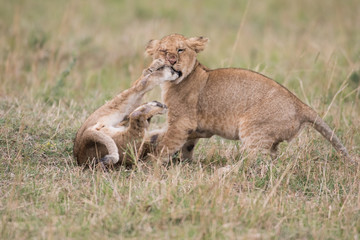 Naklejka na ściany i meble Two lion cubs playing