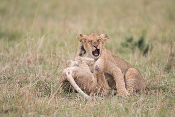Obraz na płótnie Canvas Two lion cubs playing