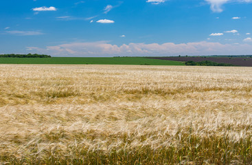 Landscape with crop fields and blue sky in June near Dnipro city, Ukraine