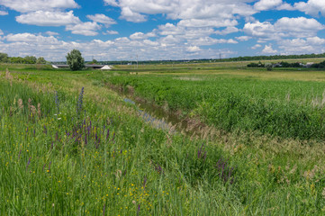 Summer landscape depicting small river Sura overgrown with cane and wild grasses, central Ukraine