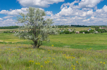 Fototapeta premium June landscape with lonely silverberry tree on a hill near Novo-Aleksandrivka village, central Ukraine