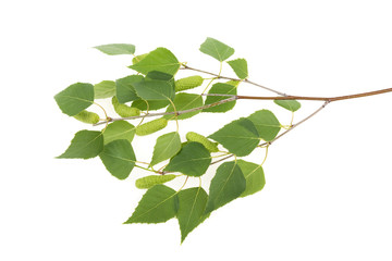 Obraz premium birch branch with leaves and kidneys on a white background