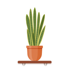 Interior gardening decor. Houseplant in a pot in flat style. Indoor gerb on shelf isolated on a white background.
