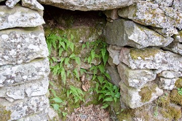 Groups of ferns