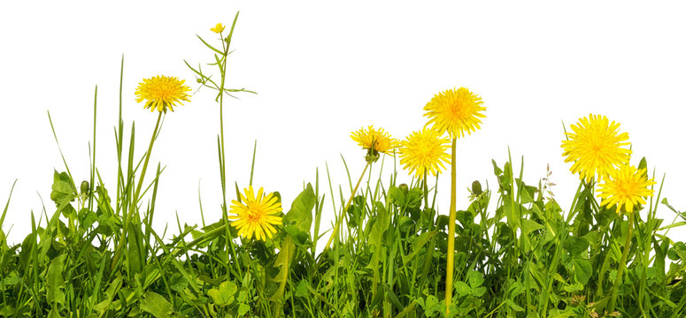 Fototapeta meadow grass with yellow dandelion flowers isolated on white background