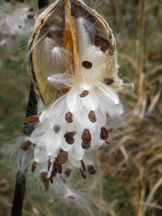 open milkweed pod with fluffy white seeds spilling out