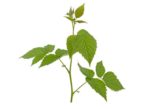 a sprig of raspberries with leaves on a white background