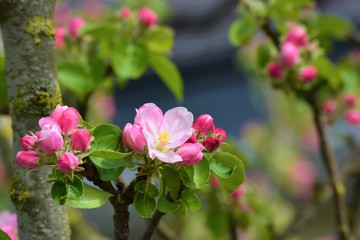 Apple blossom in Holland