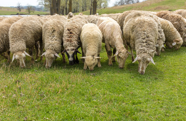 Sheep and goats graze on green grass in spring	