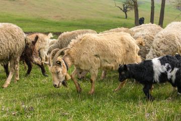 Fototapeta premium Sheep and goats graze on green grass in spring 