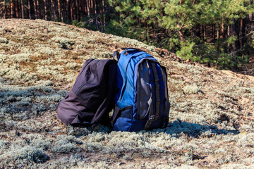 Two tourist backpacks on the glade in pine forest
