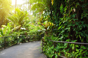 Lush tropical vegetation of the Hawaii Tropical Botanical Garden of Big Island of Hawaii