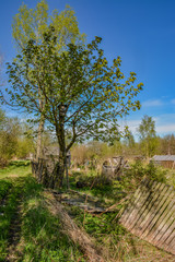 Abandoned garden plots in the spring. Collapsed wooden buildings.