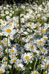 Łąka stokrotek © Monika