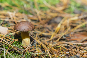 boletus in the woods