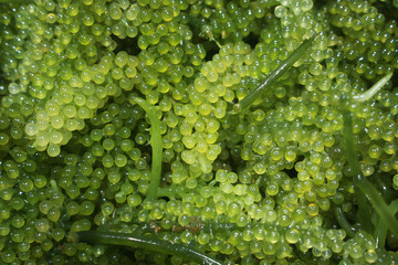 Caulerpa lentillifera food from the sea