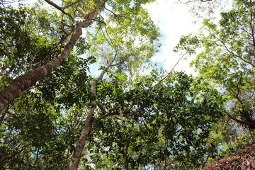 Un poco del bosque de Mexico