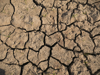 dry cracked ground background, growing plants