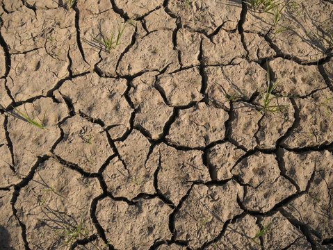 dry cracked ground background, growing plants