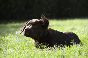Cute labrador puppy dog lying down in grass shaking off water