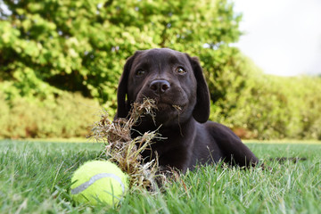 Cute labrador puppy dog lying down in grass with tennis ball and eating grass