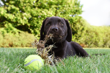 Cute labrador puppy dog lying down in grass with tennis ball and eating grass © manonteravest