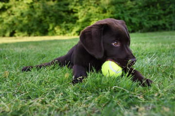 Cute labrador puppy dog lying down in grass with tennis ball in mouth