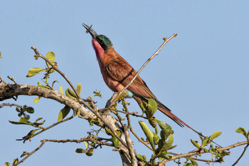 Southern Carmine Bee-eater with a bee in Kruger National Park in South Africa