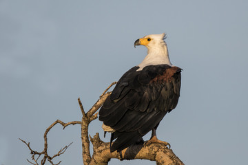African Fish Eagle on a branch in the warm sunlight in Kruger National Park in South Africa