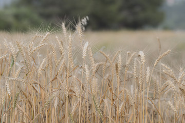 Fototapeta premium Dry Wheats Macro Photo