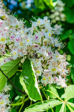 the chestnut tree blossoms in the spring beautiful white with pink flowers and has large green leaves on the branches