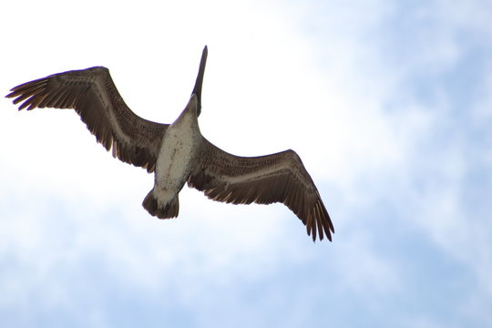 Pelicano desde las alturas