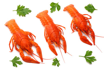 crawfish isolated on white background. Beer brewery concept. Beer background