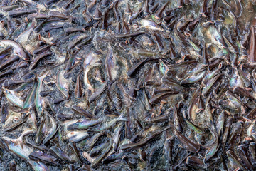A Lot of Snake Fish in the River, Nature Background