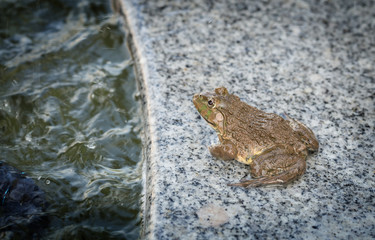 Toad sit beside small water pond in the city on a raining day