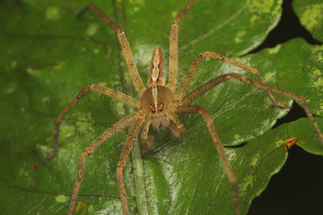 Funnel Spider Macro